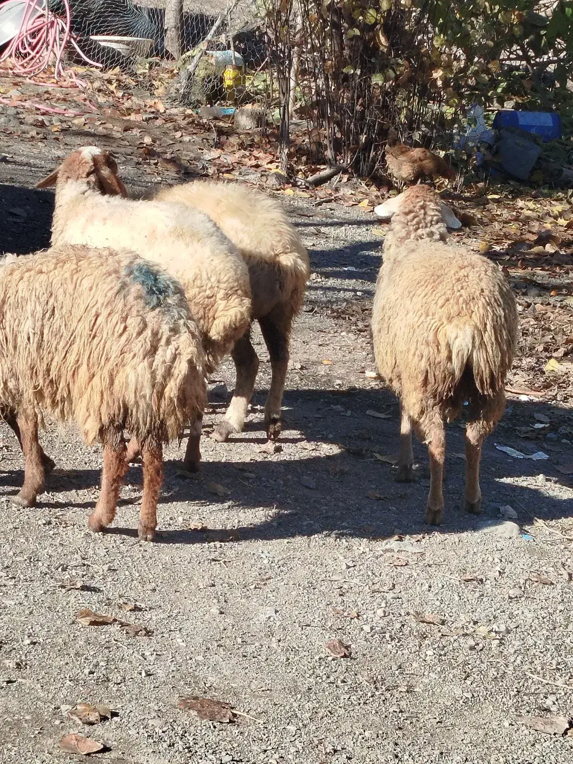 توغلی ماده|حیوانات مزرعه|دره رود, |دیوار