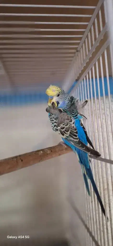 مرغ عشق پروانه ای|پرنده|بندرعباس, |دیوار