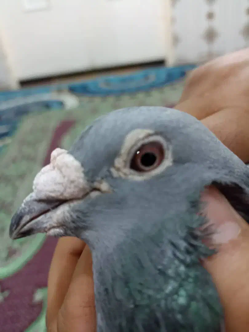 سوسنگرد|پرنده|سوسنگرد, |دیوار