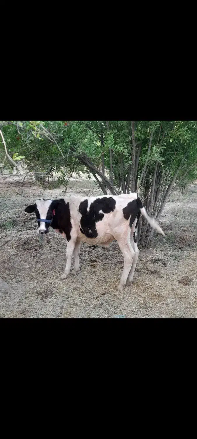 فروش ۴راس گاو وگوساله|حیوانات مزرعه|بافت, |دیوار