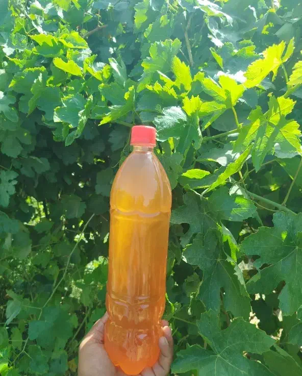 آبغوره طبیعی|خوردنی و آشامیدنی|تهران, عباسی|دیوار