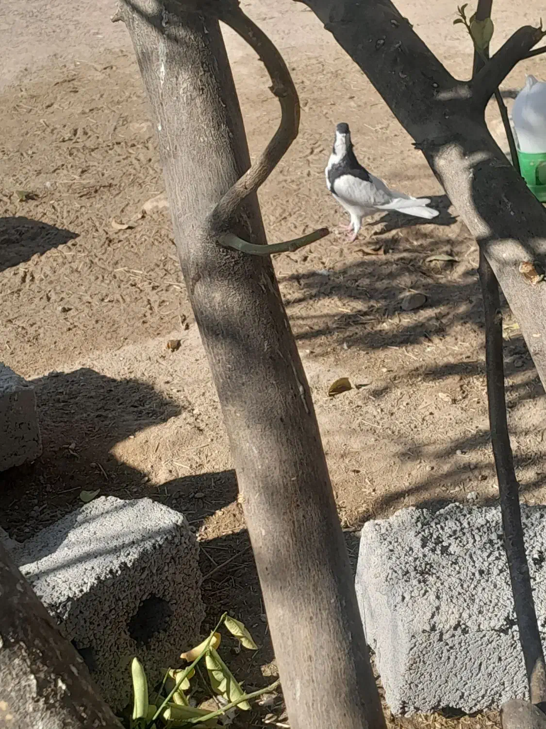 کبوتر|پرنده|اهرم, |دیوار