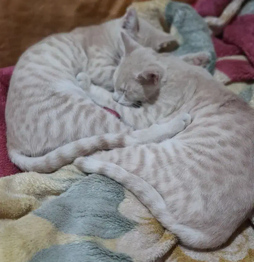 واگذاری گربهdomestic short hairرنگ کرم بژ|گربه|رشت, شهرک آیت الله منتظری|دیوار