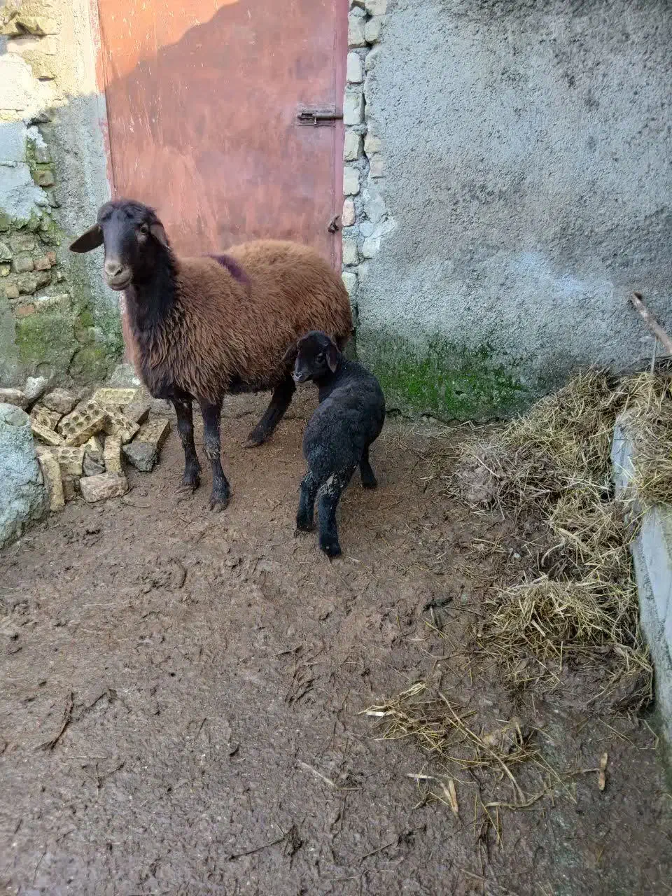 گوسفند با بره|لوازم جانبی حیوانات|رامیان, |دیوار