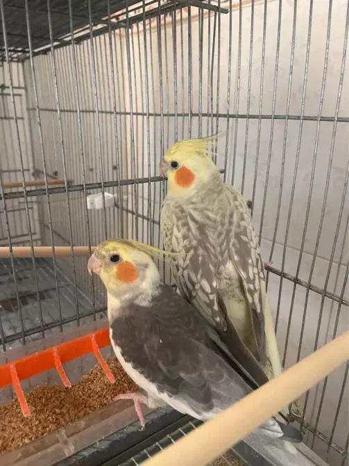 جفت مولد عالی|پرنده|باقرشهر, |دیوار