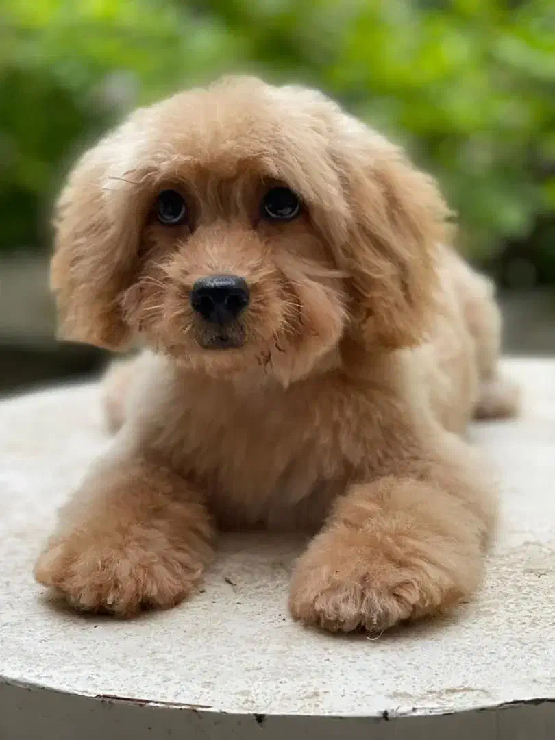 پانسیون سگ|خدمات پیشه و مهارت|تهران, فدک|دیوار