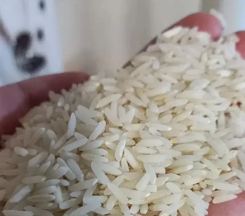 برنج هاشمی اصل دانه بلند تازه درجه یک|خوردنی و آشامیدنی|کوچصفهان, |دیوار