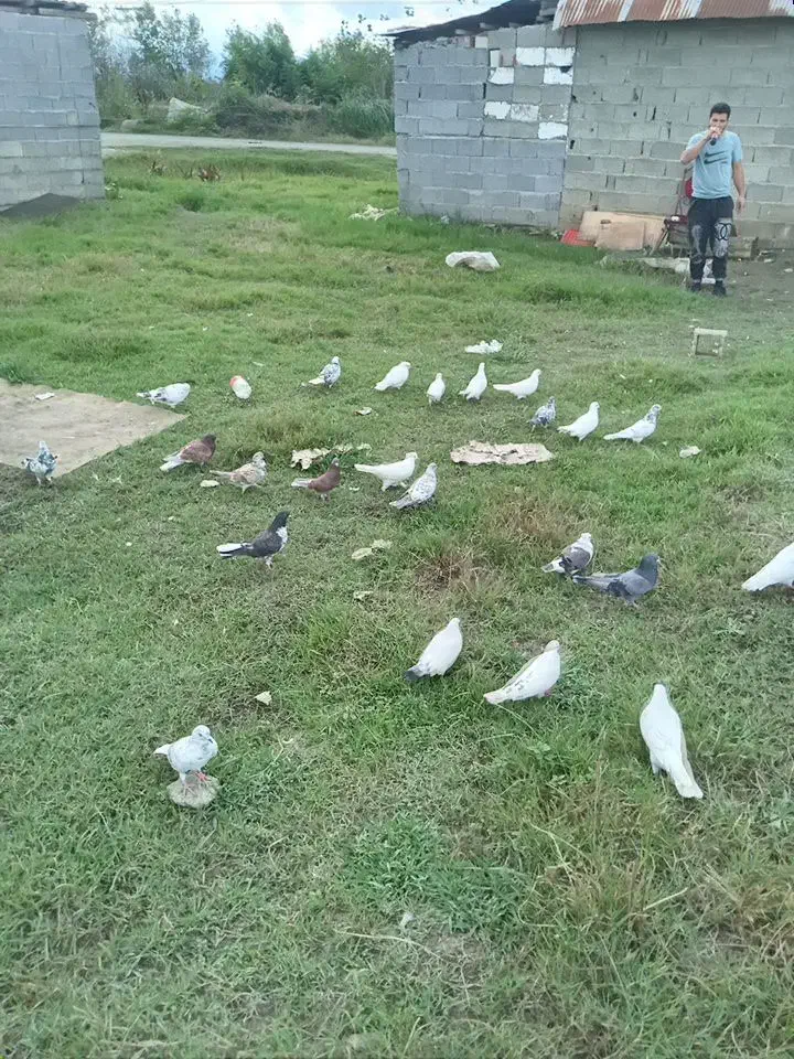 کبوتر پروازی|پرنده|رشت, حومه رشت|دیوار