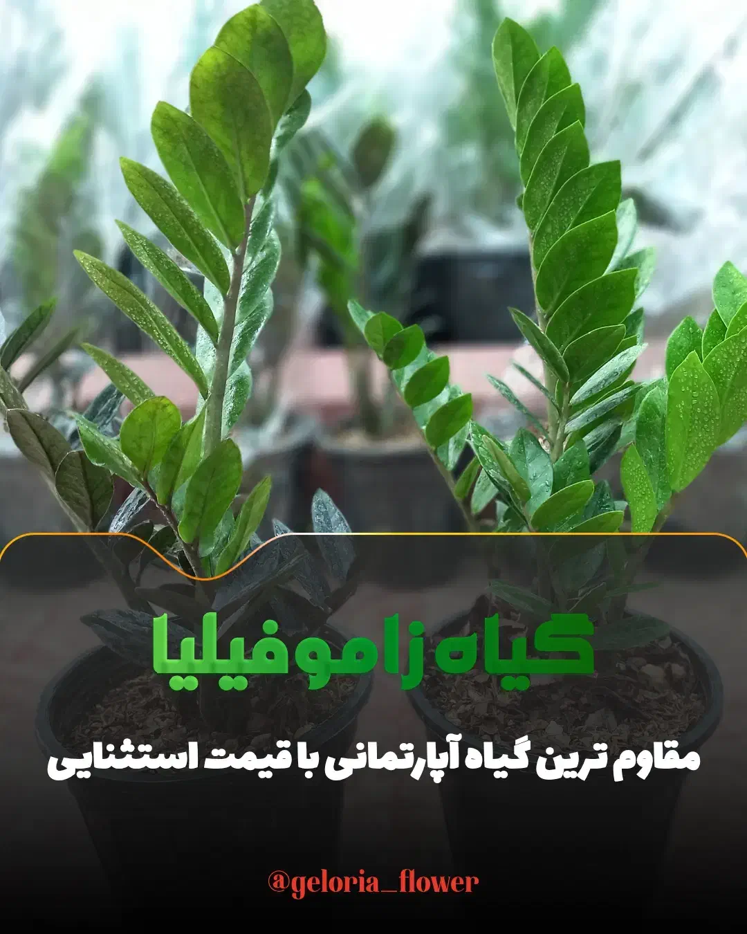 گیاه زاموفیلیا چهار سایز در گلوریا موجود شد|گل و گیاه طبیعی|قم, پردیسان|دیوار