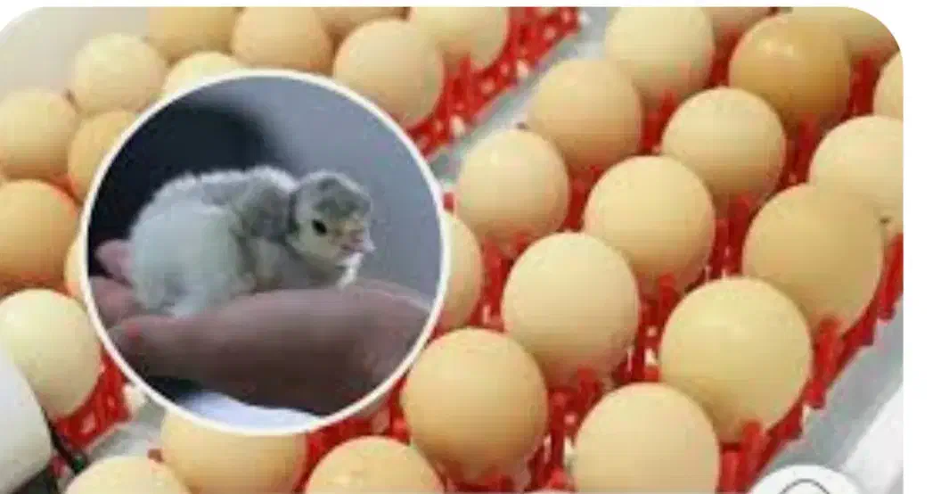 دستگاه جوجه کشی تمام اتومات نو|ماشین‌آلات صنعتی|تربت جام, میان جام|دیوار