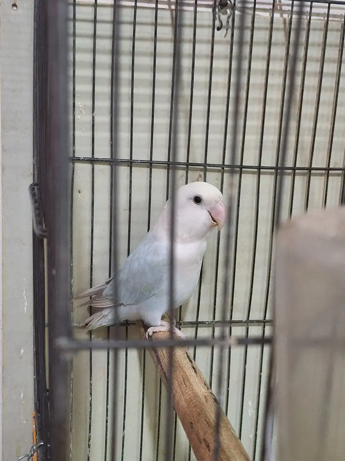 طوطی برزیلی|پرنده|چهارباغ, |دیوار