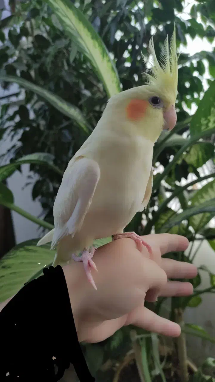 جوجه عروس هلندی|پرنده|قم, پردیسان|دیوار