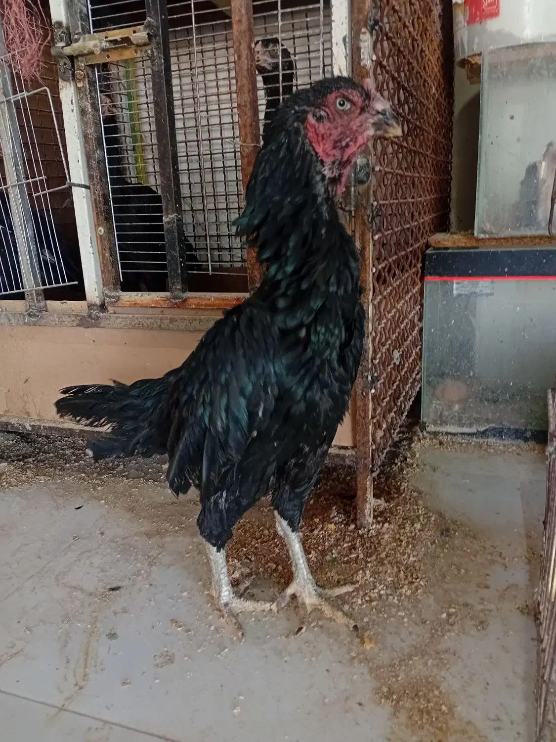 خروس و مرغ لاری دونگ بالا افغان..در رباط کریم|حیوانات مزرعه|تهران, بوستان ولایت|دیوار