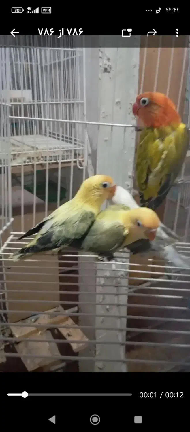 طوطی برزیلی خاص|پرنده|کاشان, شهرک امیرالمومنین|دیوار