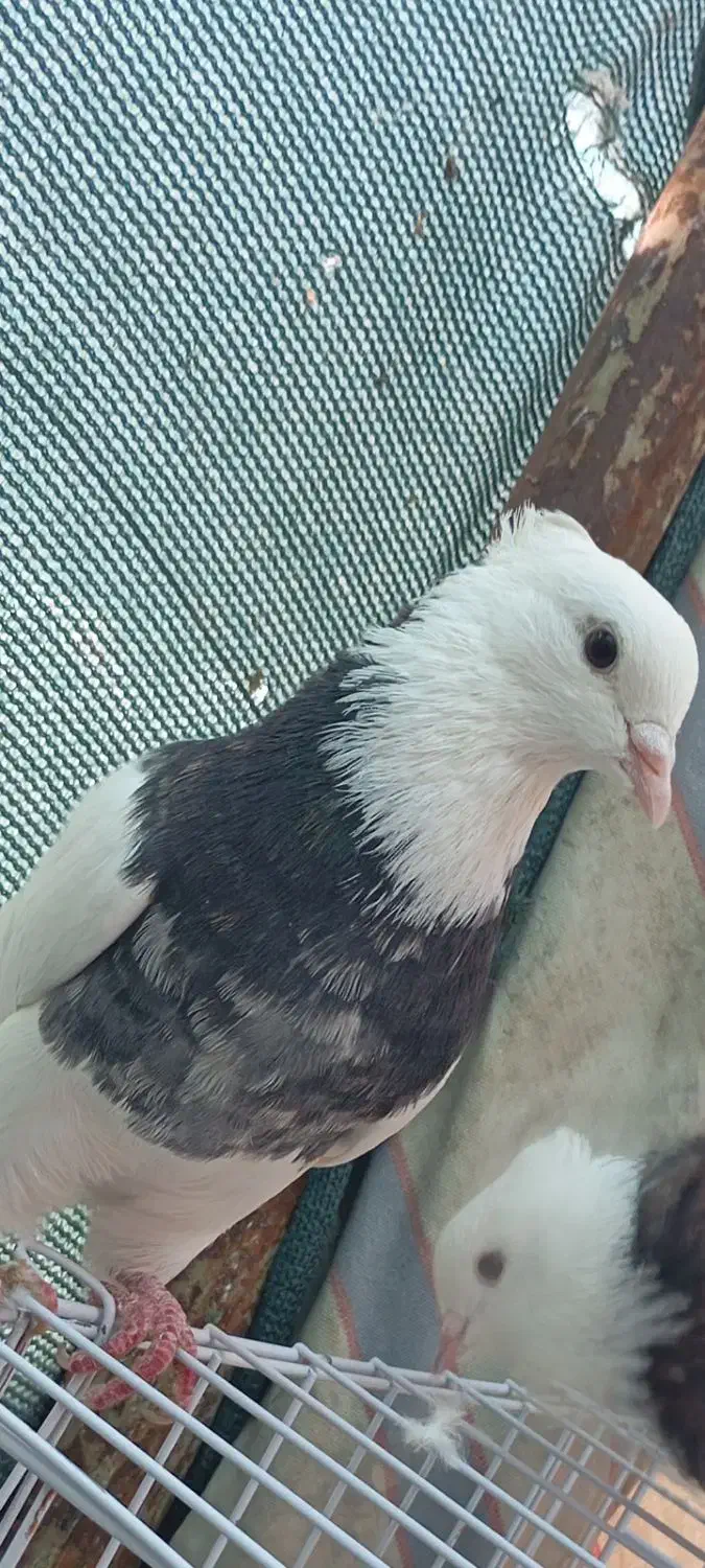 طوقی ناب|پرنده|دره شهر, |دیوار