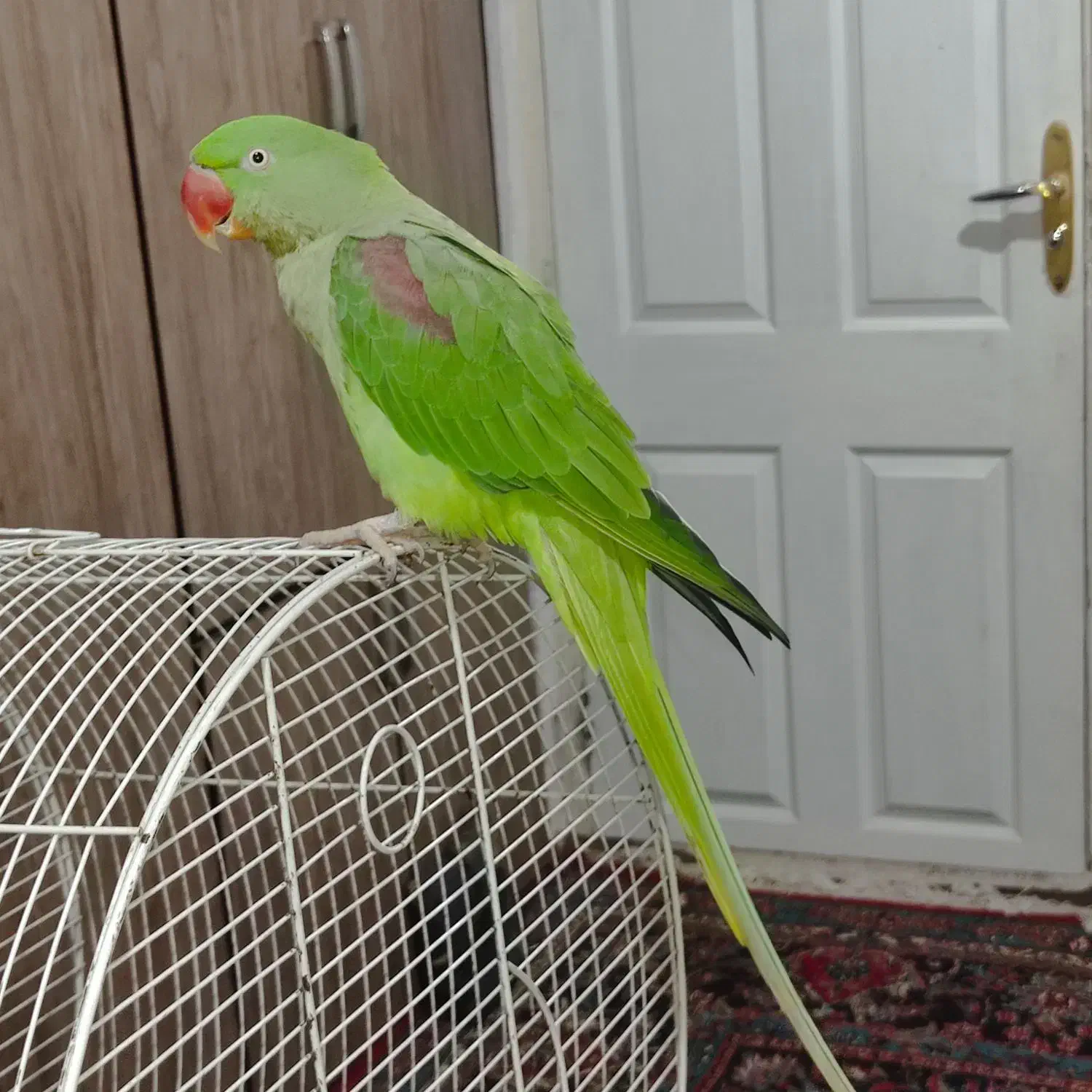 شاه طوطی|پرنده|آستانه اشرفیه, |دیوار