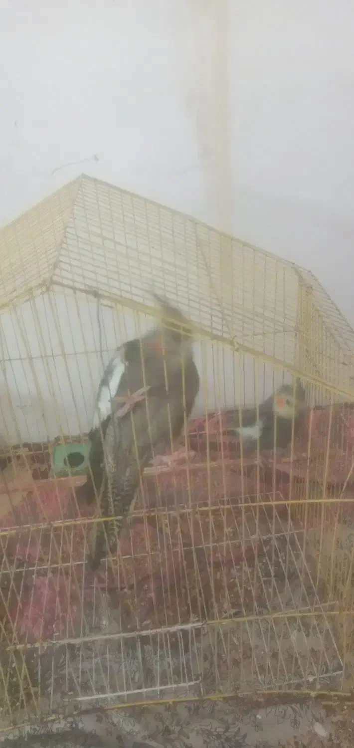 دو جفت عروس هلندی با قفس|پرنده|رشت, حومه رشت|دیوار