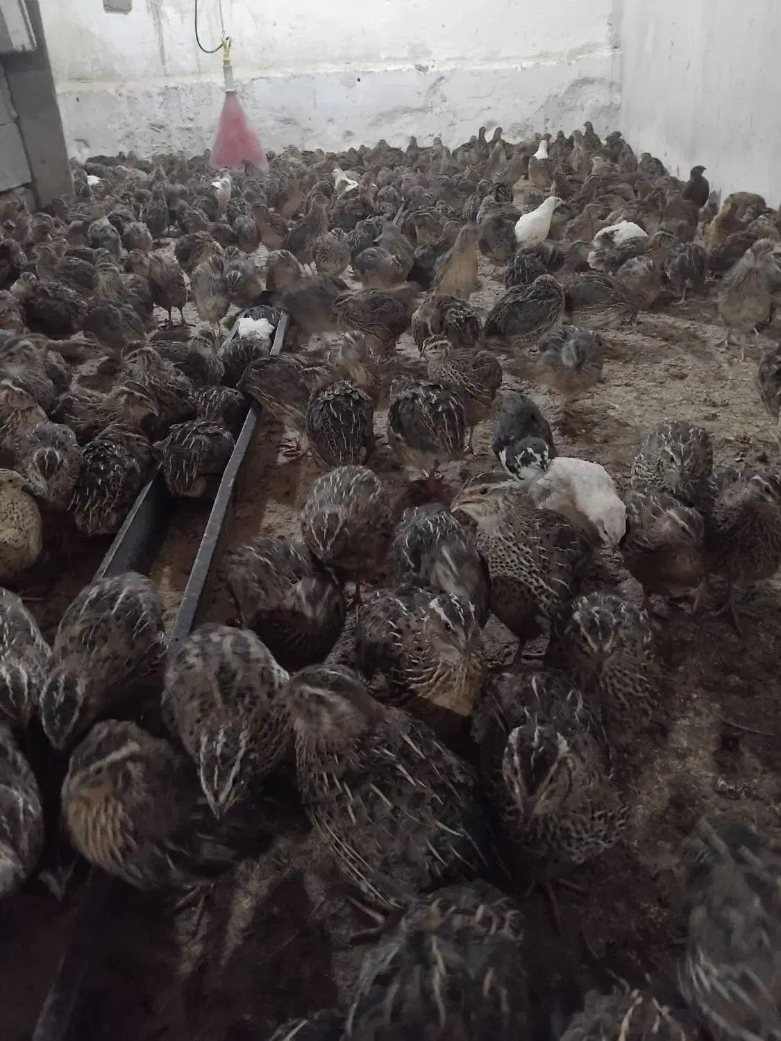 فروش بلدرچین بالغ|حیوانات مزرعه|برازجان, |دیوار