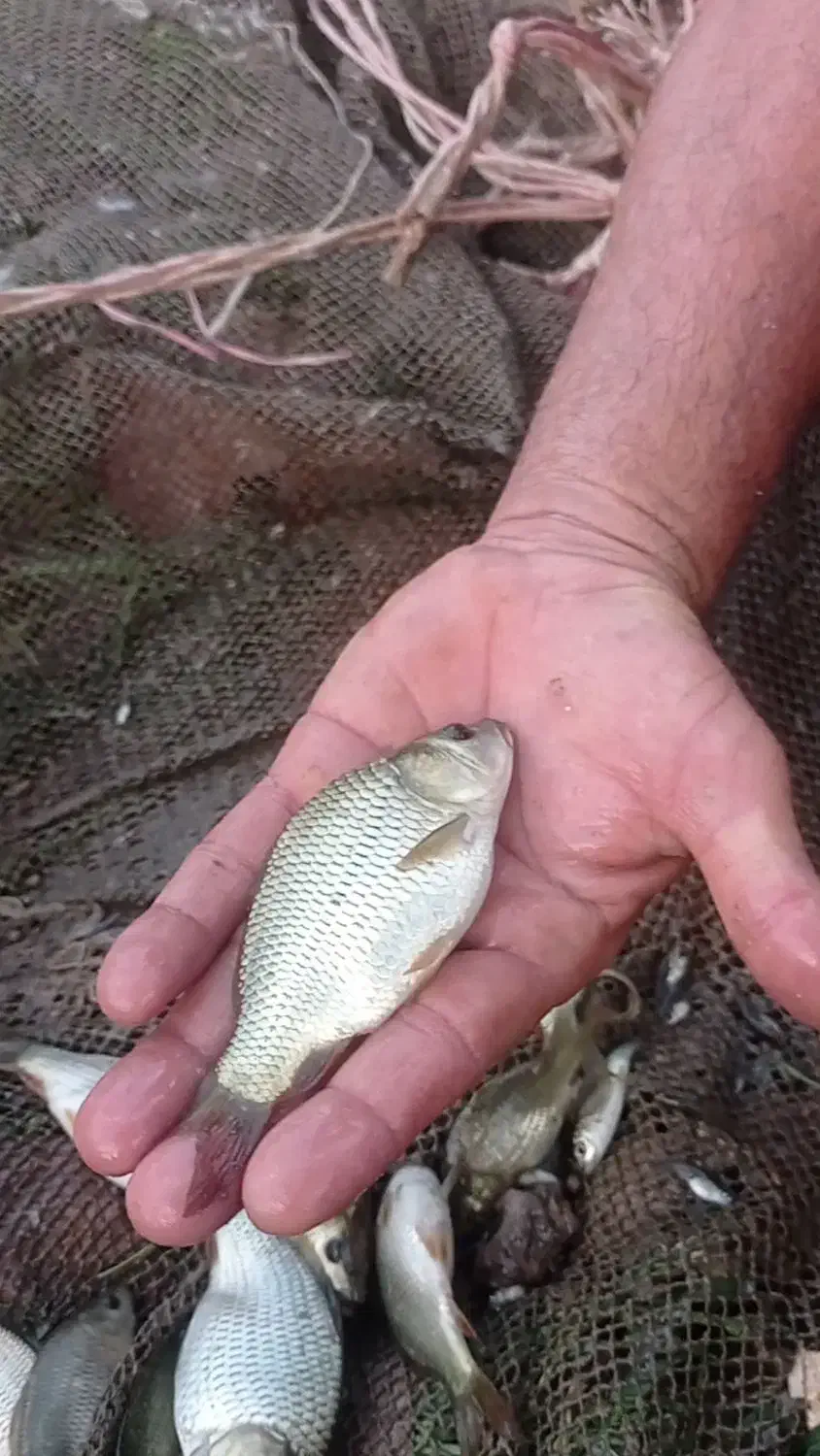 فروش ویژه بچه ماهی|ماهی|قائم‌شهر, |دیوار