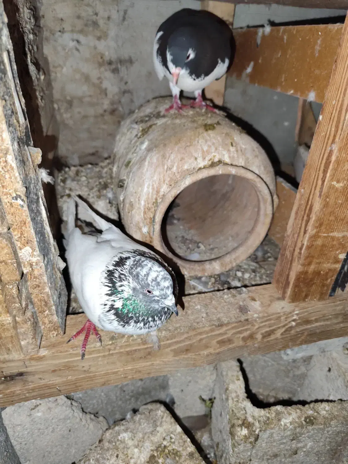 بازیکن|پرنده|برازجان, |دیوار