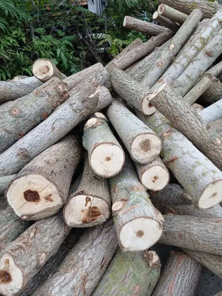 خریدانواع چوب به صورت نقد|خدمات باغبانی و درختکاری|اردبیل, |دیوار