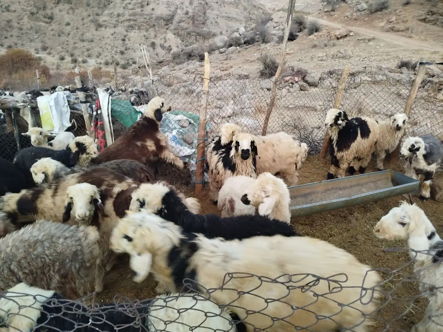 بره نر درجه یک|حیوانات مزرعه|سمیرم, |دیوار