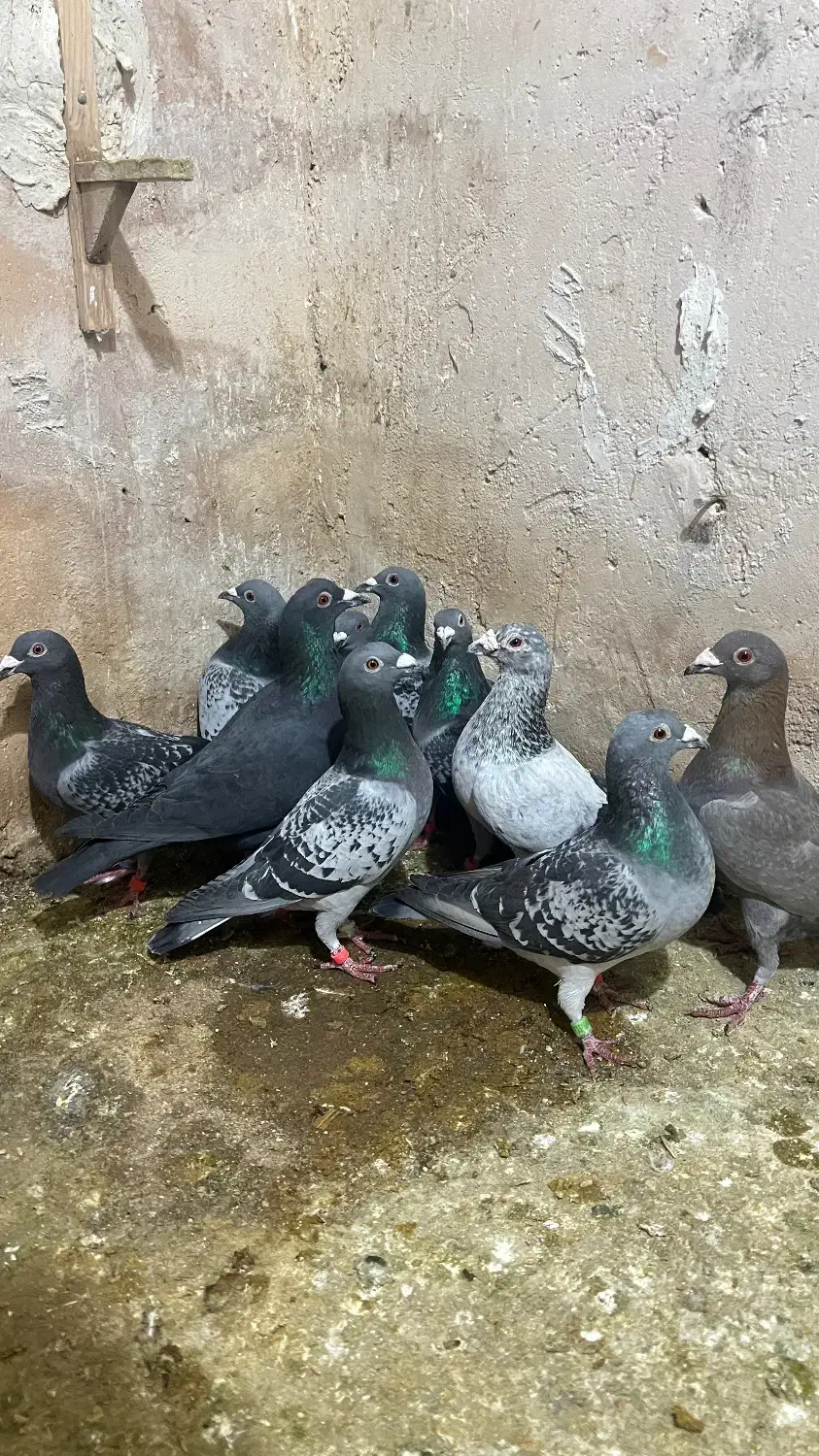 کفتر پلاکی زد خوردی|پرنده|شیراز, شهرک قمشه|دیوار