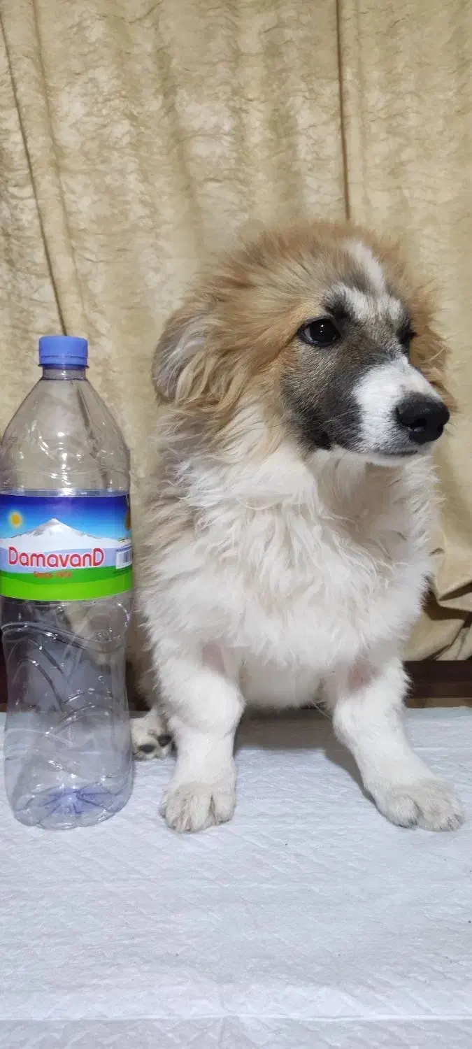 واگذاری توله سگ فیندو پاکوتاه اصیل|سگ|نوبران, |دیوار