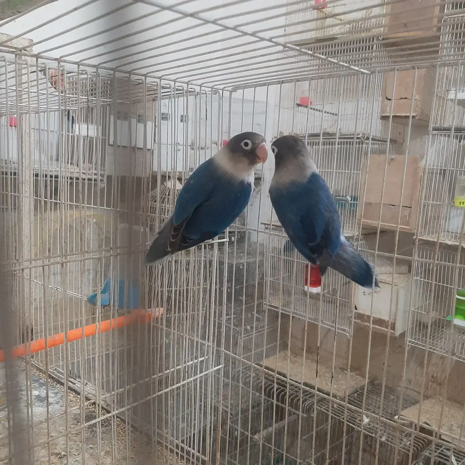 جفت آبی کاربنی نقابدار با ۴تا تخم|پرنده|مشهد, مهدی آباد|دیوار