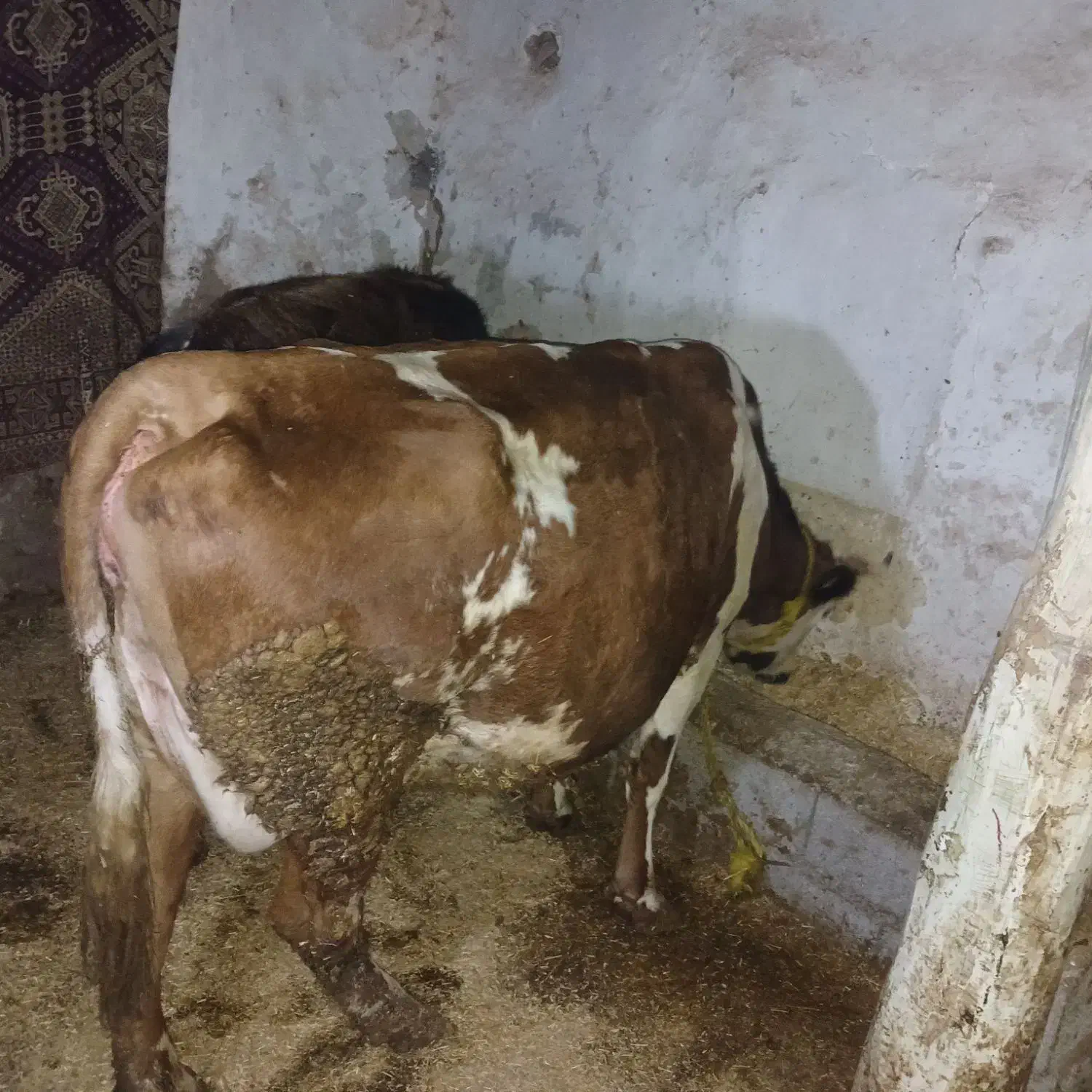 300میلیون|حیوانات مزرعه|سراجو, |دیوار