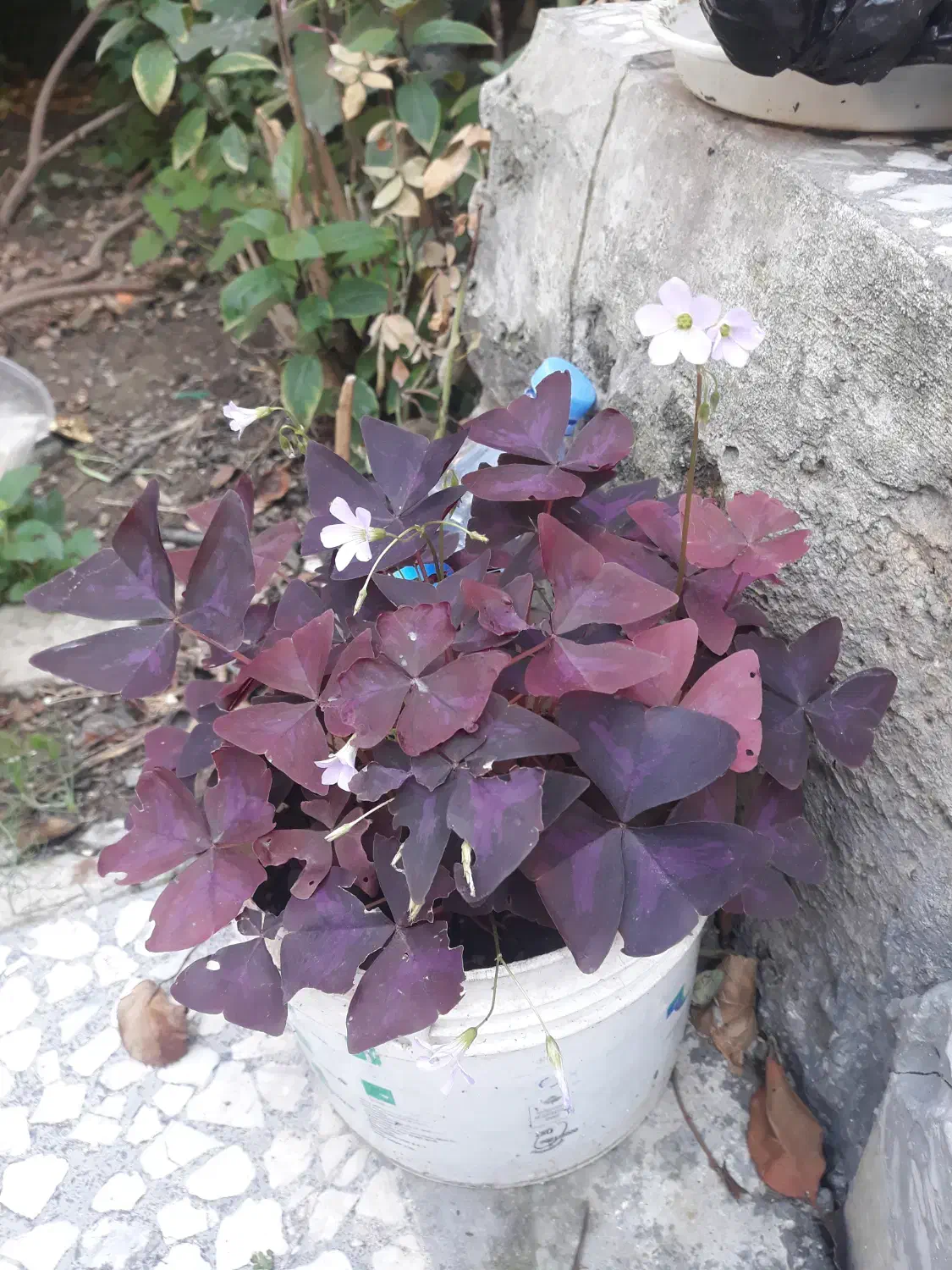 گل فروشی|گل و گیاه طبیعی|ساری, |دیوار