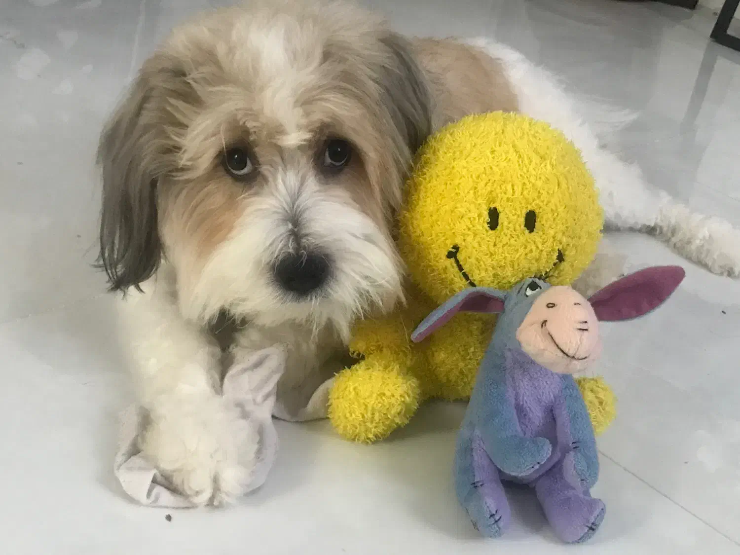 شیتزو تریر رایگان|سگ|تهران, دانشگاه شریف|دیوار