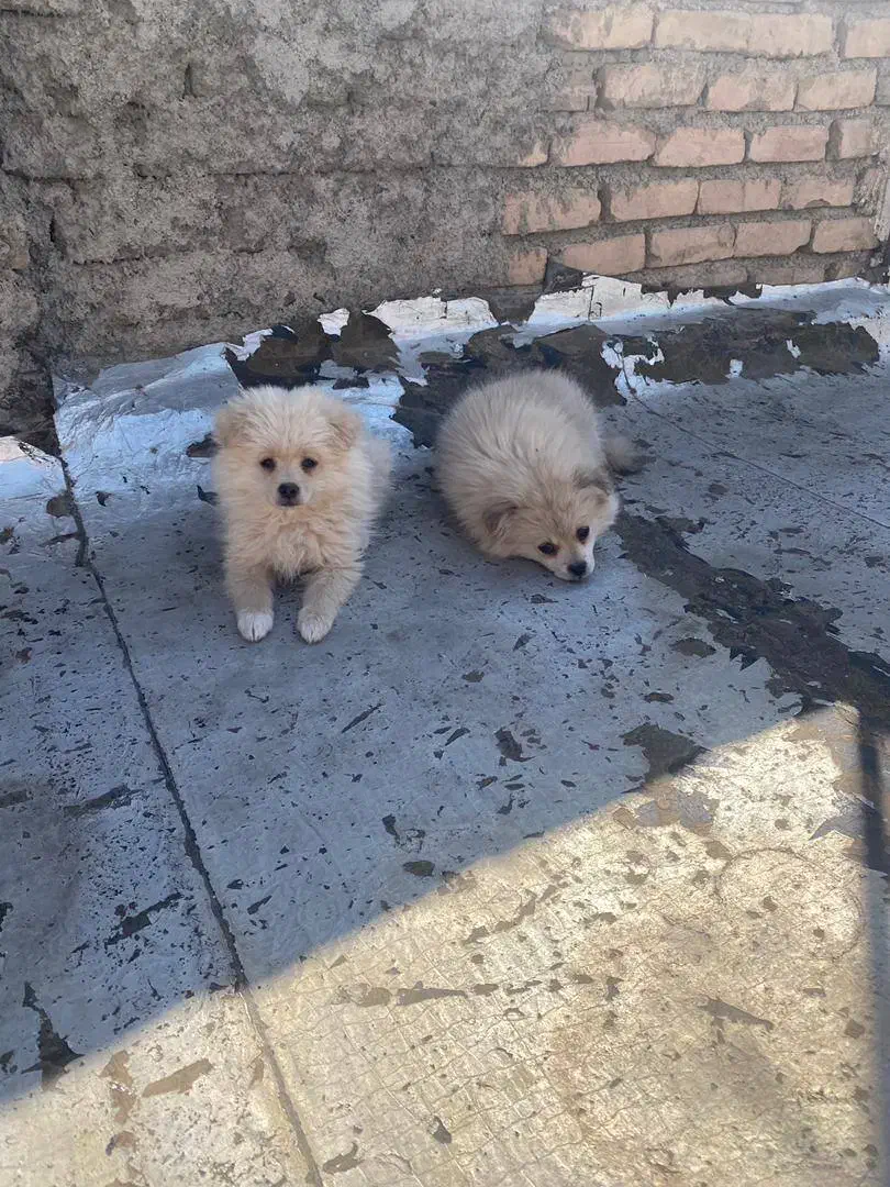 سگ پامر|سگ|ورامین, شهرک مدرس|دیوار