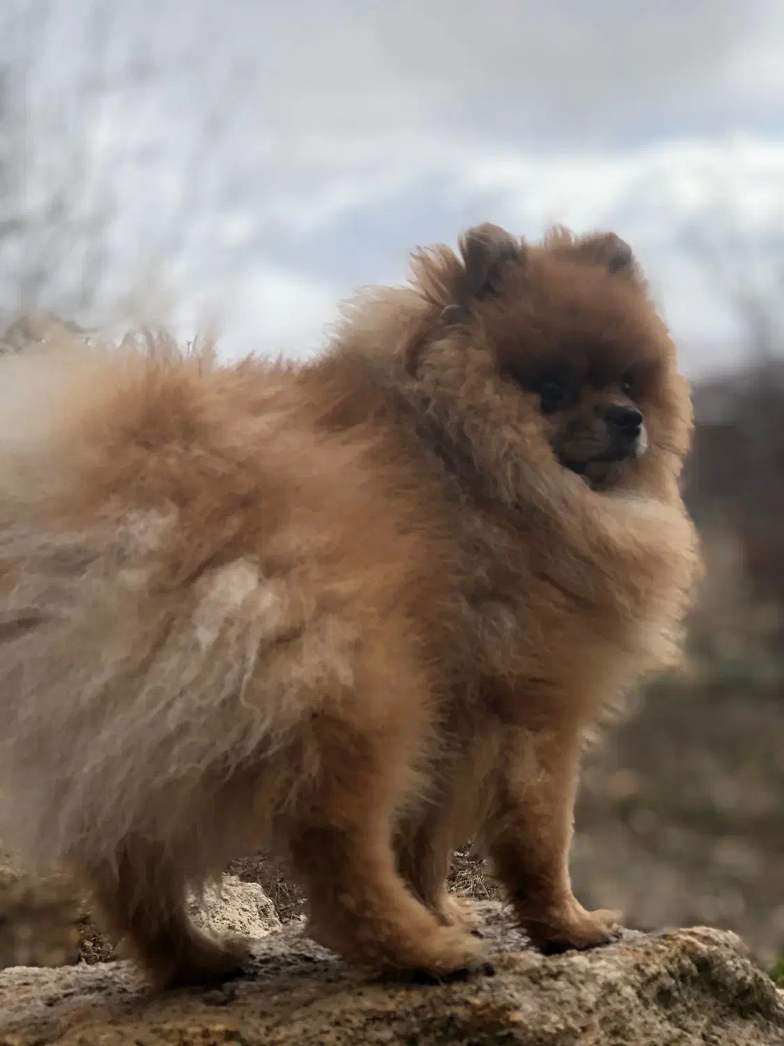 پامر خرسی نر (جهت کشش)|سگ|شاهینشهر, حافظ شمالی|دیوار