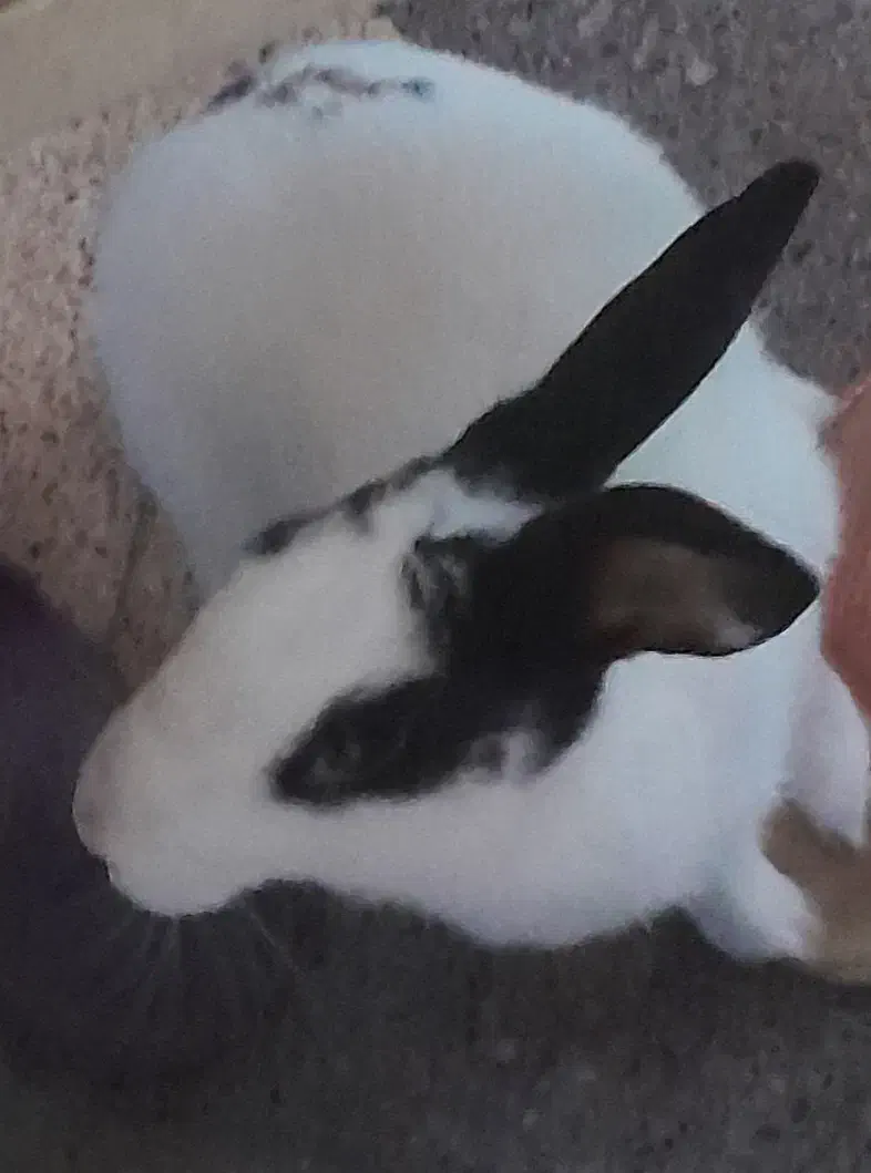 خرگوش|موش و خرگوش|برازجان, |دیوار