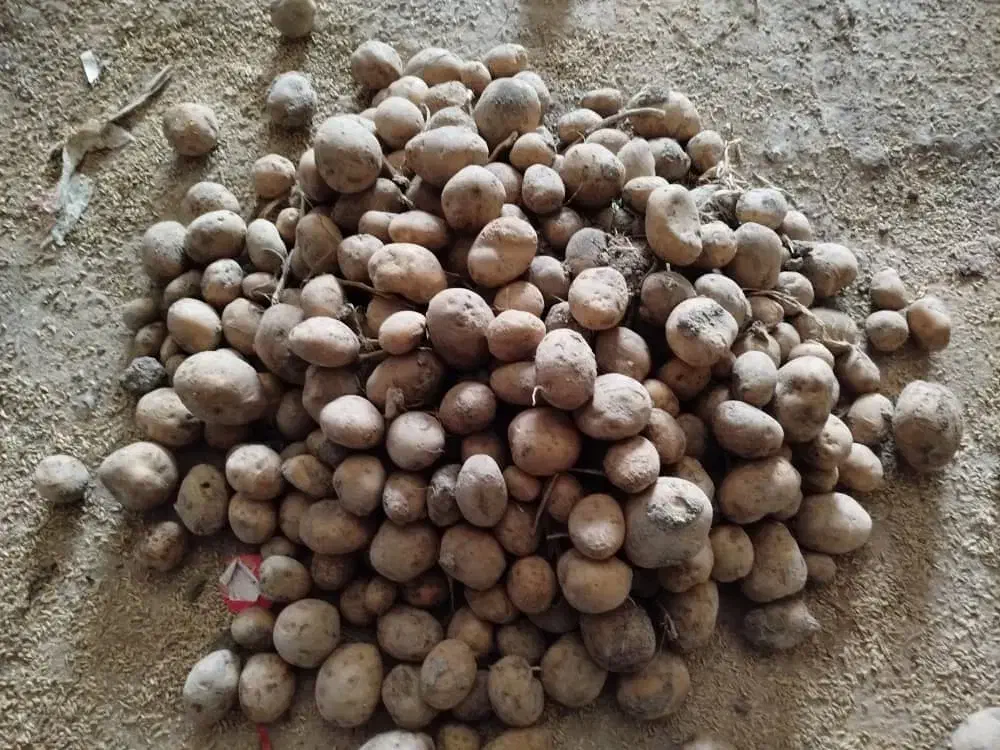 بذرسیب زمینی سانته|عمدهفروشی|اقلید, |دیوار