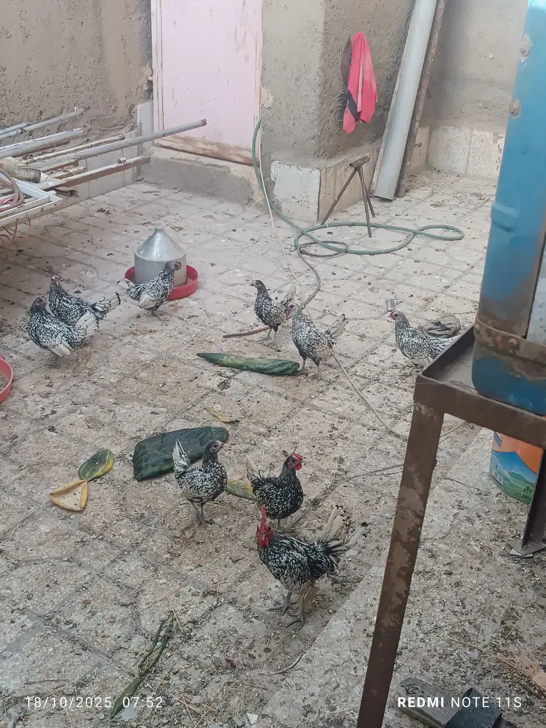 مرغ مینا توری جون|پرنده|سبزوار, شرق کال میانی|دیوار