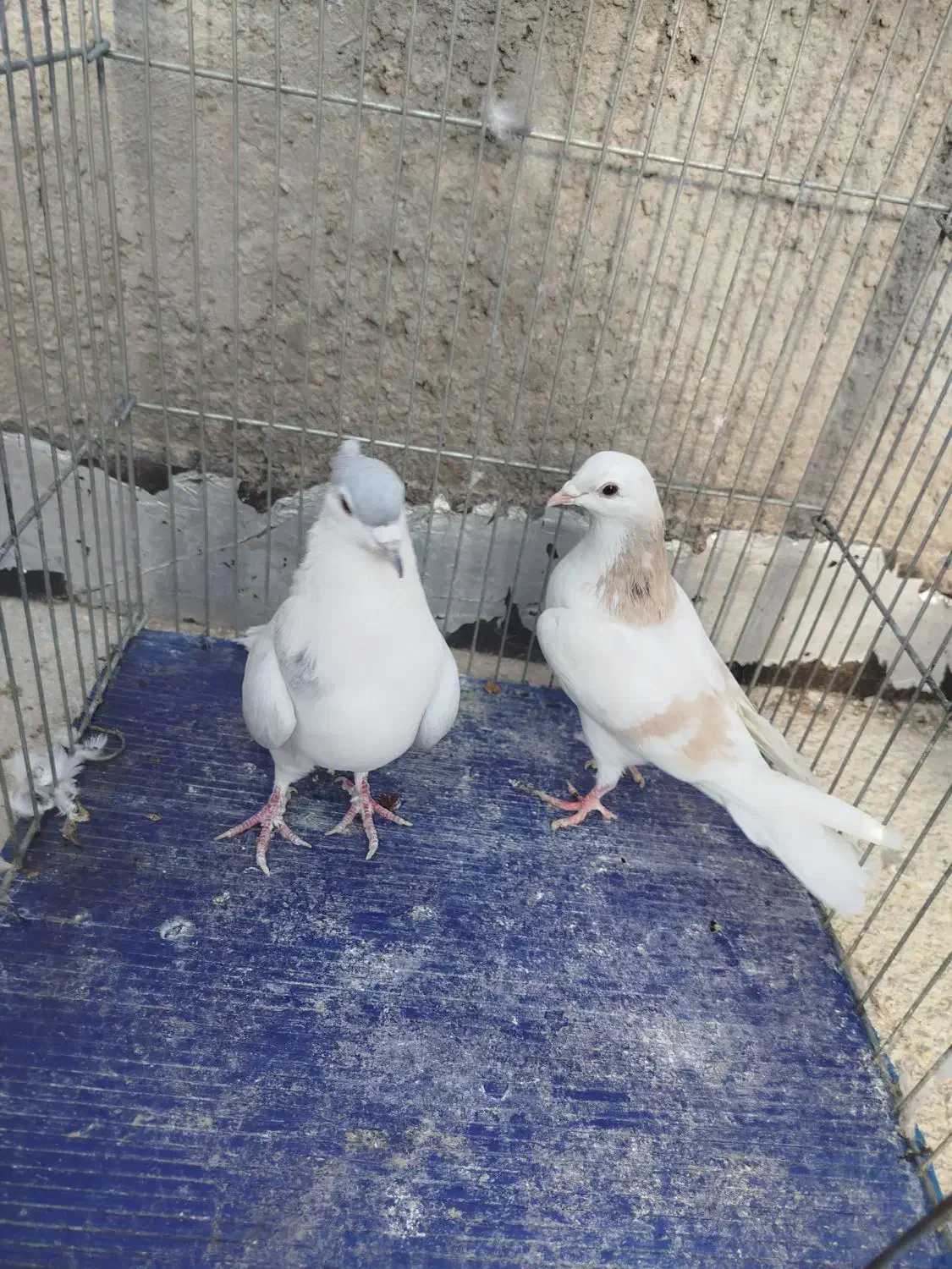 کبوتر|پرنده|بجنورد, |دیوار