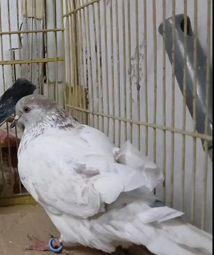 کفتر پرشی جوان|پرنده|رشت, دروازه لاکان|دیوار