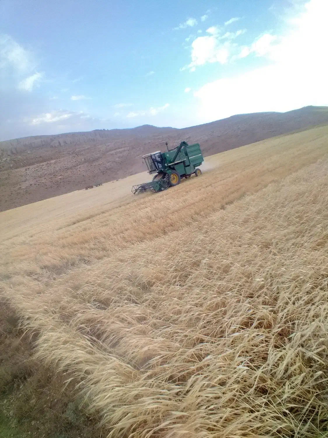 کاه گندم تمیزو خشک|حیوانات مزرعه|دوتپه, |دیوار