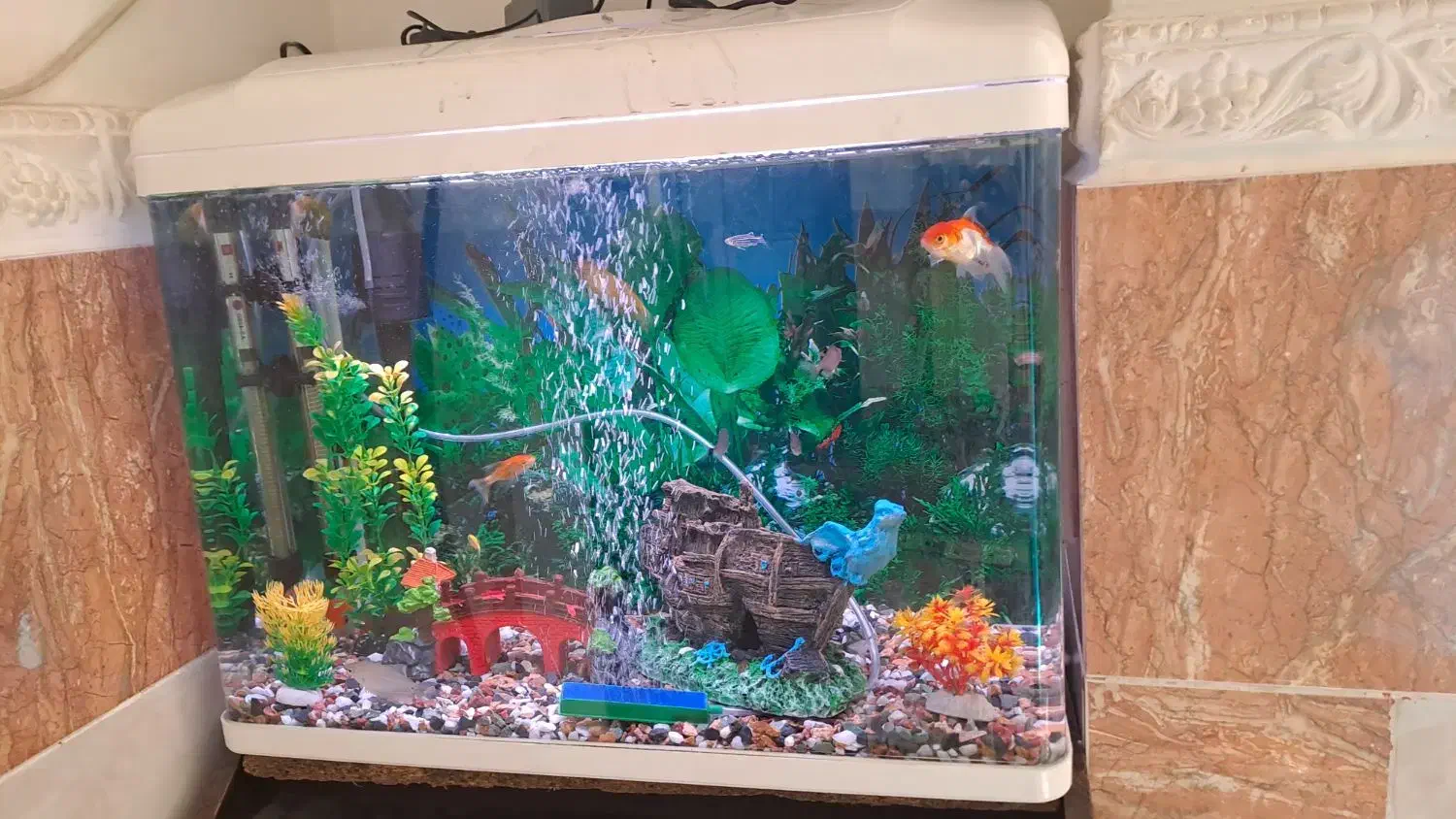 آکواریوم شرکتی برند دلسا اصلی، درحدنو|ماهی|بندرعباس, |دیوار