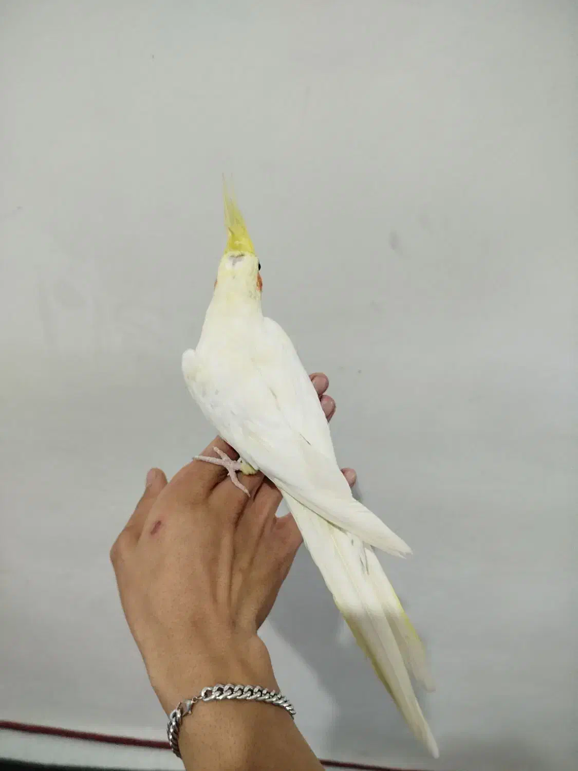 عروس هلندی|پرنده|قم, علی آباد سعدگان|دیوار