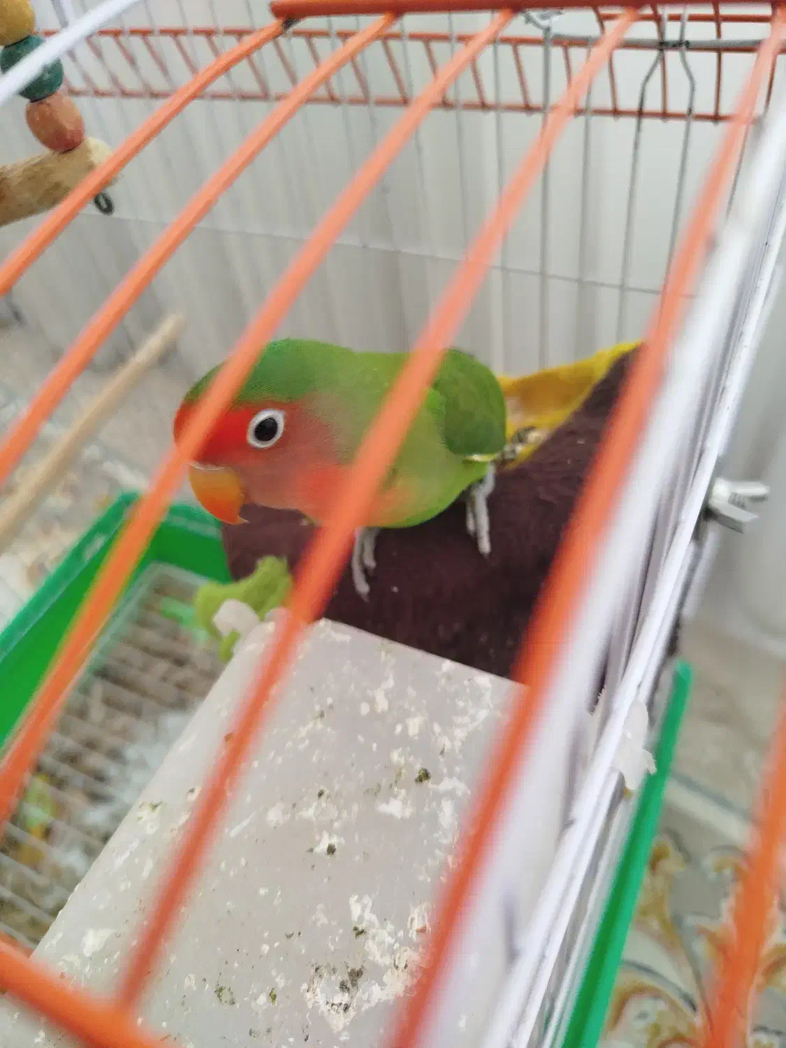 طوطی برزیلی صورت هلویی|پرنده|تربت‌حیدریه, یحیی آباد|دیوار