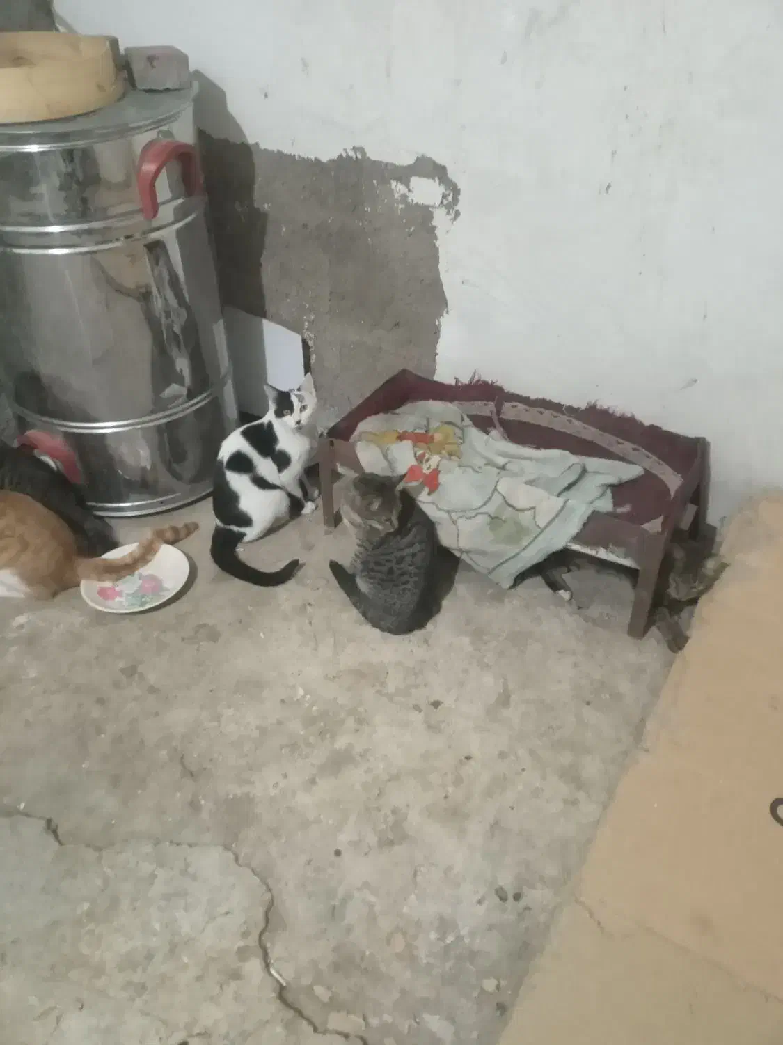 گربه خانگی|گربه|کاشان, شهرک انقلاب|دیوار