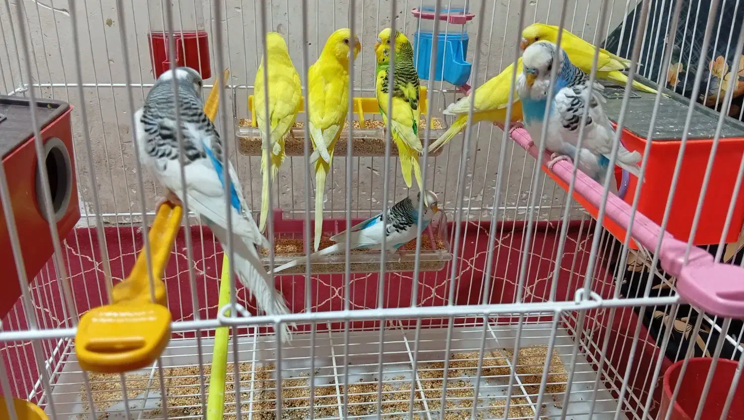 مرغ عشق|پرنده|امیدیه, |دیوار