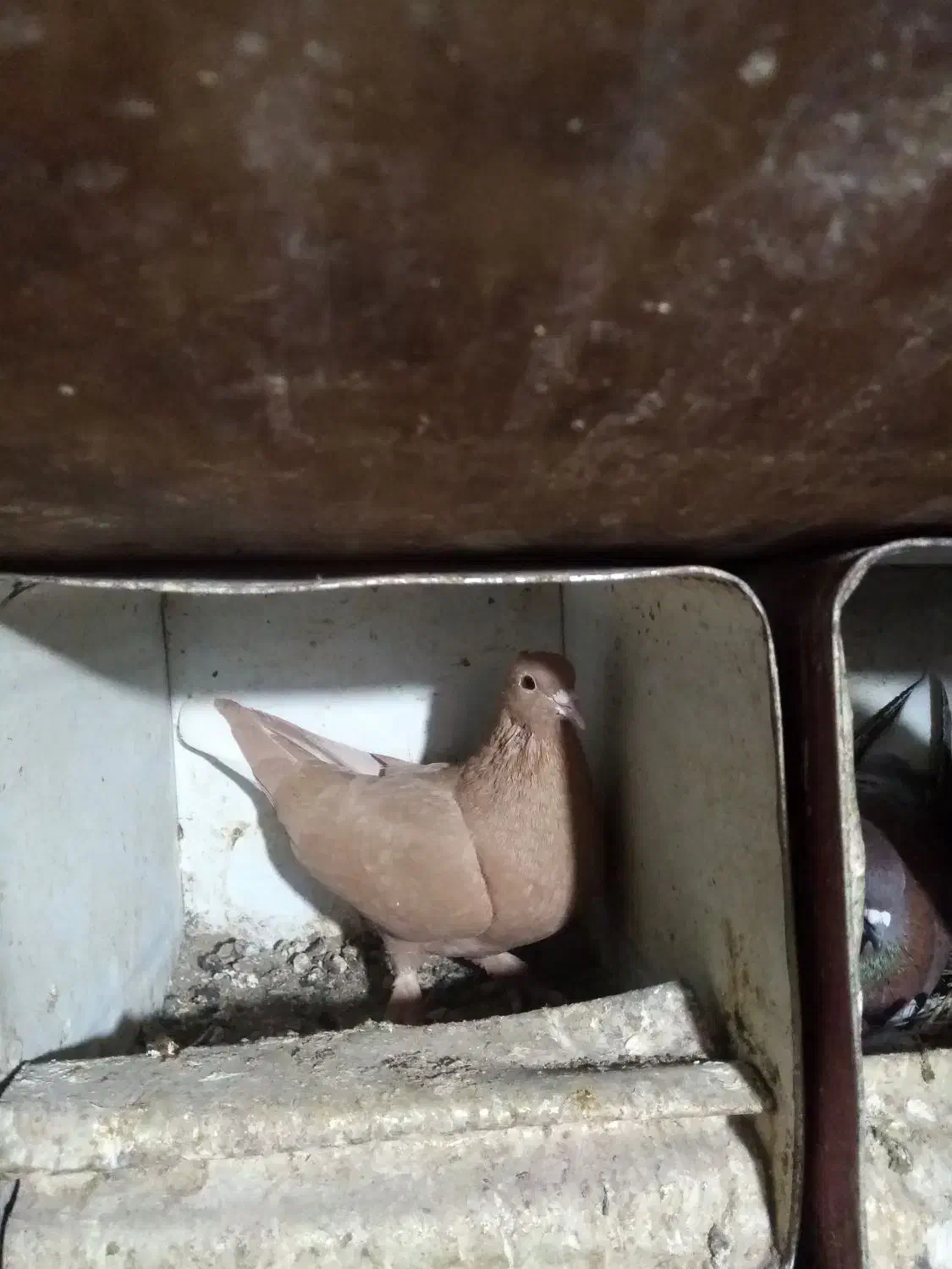 نر وماده زرد دم سفید و سینه سیاه|پرنده|زرند, |دیوار