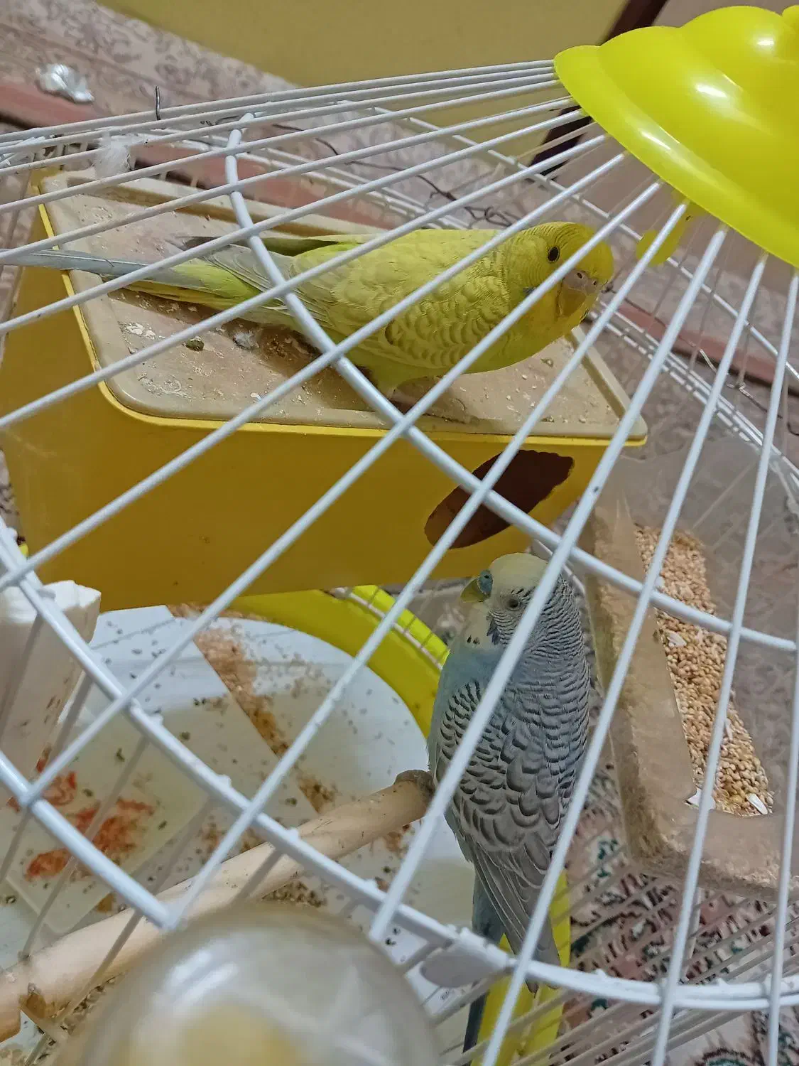 مرغ عشق|پرنده|مشهد, خرمشهر|دیوار