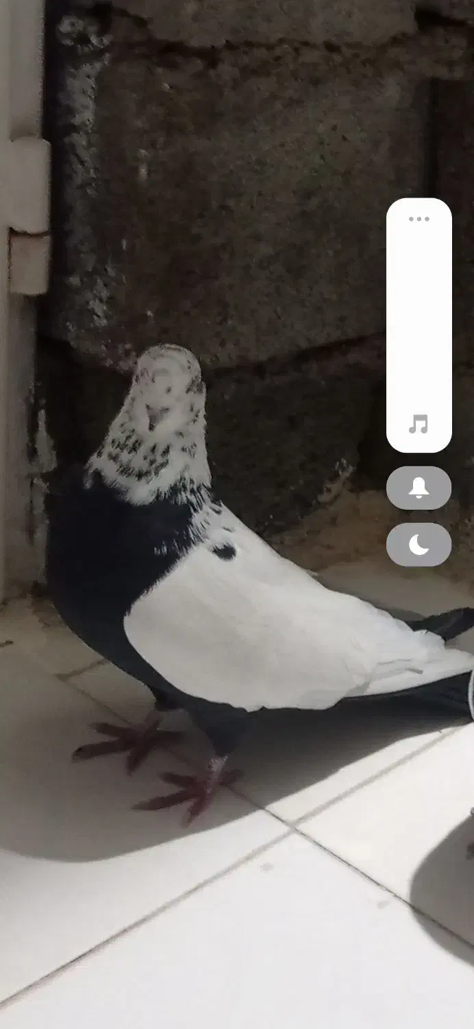 کفتر|پرنده|خرم‌آباد, |دیوار