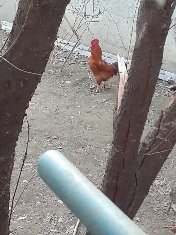 فروش مرغ محلی.وخروس بزرگ جنس خوب محلی|حیوانات مزرعه|گلوگاه, |دیوار