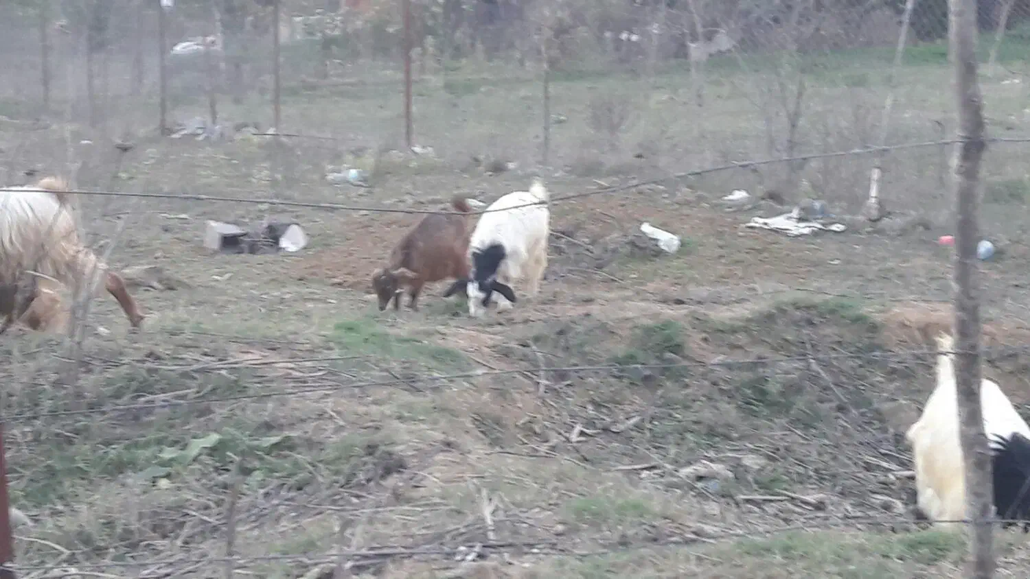 فروش بزغاله|حیوانات مزرعه|مرزنآباد, |دیوار